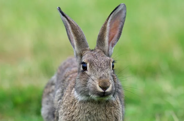 野生のウサギの正面図 — ストック写真