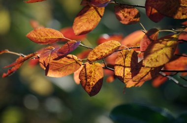 Juneberry 'de güzel sonbahar yaprakları