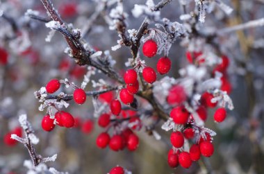 Buzlu dutlar ve böğürtlen dalları