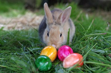 Kahverengi bir tavşan yeşil çimenlerde oturur ve dört renkli paskalya yumurtasına bakar.