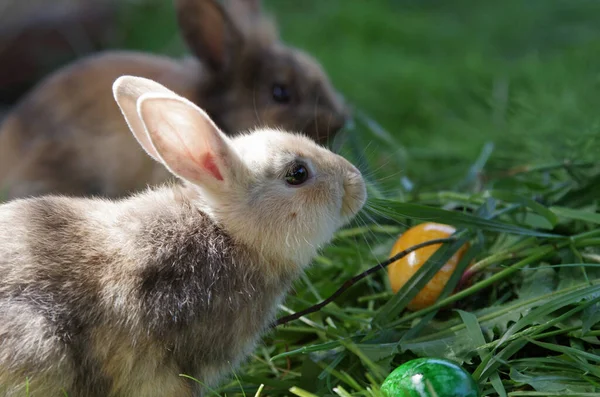 Dos Conejos Están Sentados Hierba Verde Con Huevos Pascua Colores —  Fotos de Stock