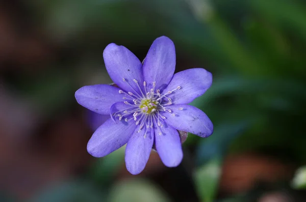 Ein Makroschuss Von Der Purpurroten Blume Des Leberkrauts — Stockfoto