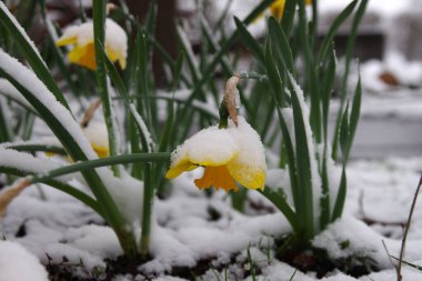 Nisan 'da kışın başlaması çiçeklere kar getirir.