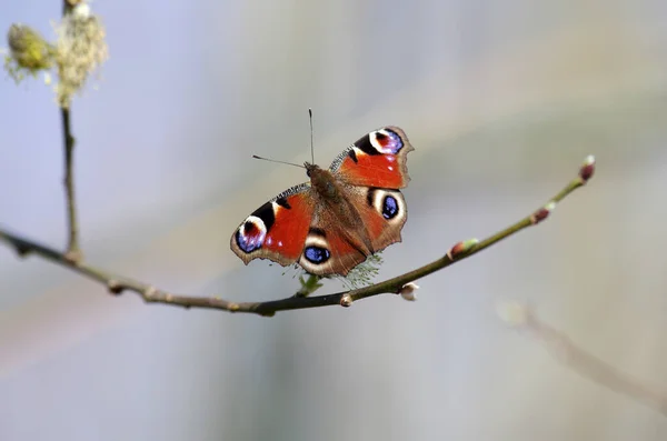 Kolorowy Motyl Paw Siedzi Kwitnącym Kotle Wierzby — Zdjęcie stockowe
