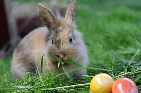 かわいいウサギは2色鮮やかなイースターエッグの近くに座って草を食べる — ストック写真