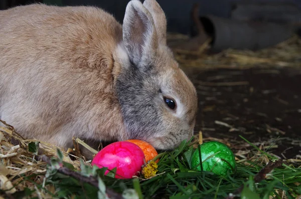 3色のイースターエッグと忙しいイースターバニー ペットのウサギはカラフルな卵を見て — ストック写真
