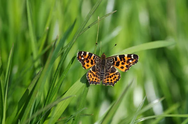 第一世代の地図蝶が草の中に座っています オレンジの羽は緑の草の刃と対照的である ロイヤリティフリーのストック画像