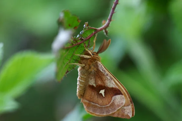 タウ帝蝶の男性は葉の下に隠された座って — ストック写真