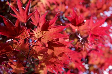 Kırmızı akçaağacın kıpkırmızı yapraklarından bir renk patlaması