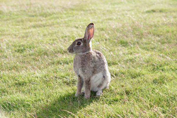 ウサギはウサギ科に属する — ストック写真
