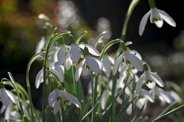 the snowdrops are among the first flowers in spring, a great picture when the sun shines on them