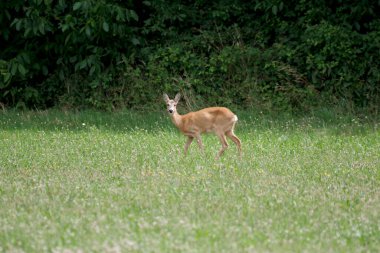 Bir yaz günü bir dişi geyik çayırda tek başına durur.
