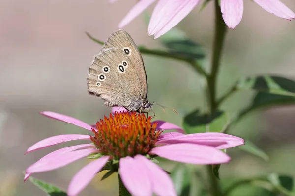 Ringlet Butterfly Sits Flower Echinacea — Zdjęcie stockowe