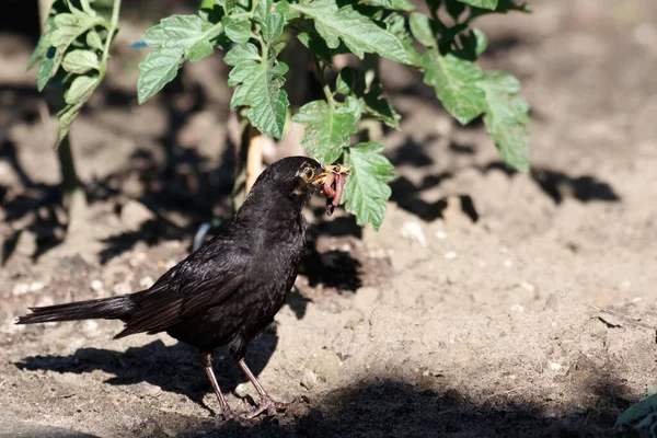 Male Blackbird Has Its Beak Earthworms Insects Offspring — Photo
