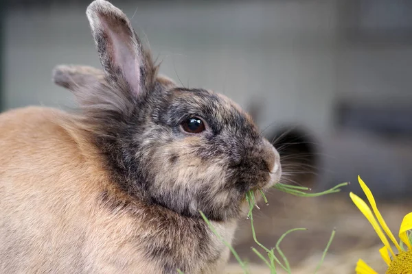 Portrait of a pet rabbit enjoying fresh green fodder