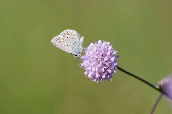 紫色の花の上に小さなオオムギの羽の蝶が牧草地に座っています — ストック写真