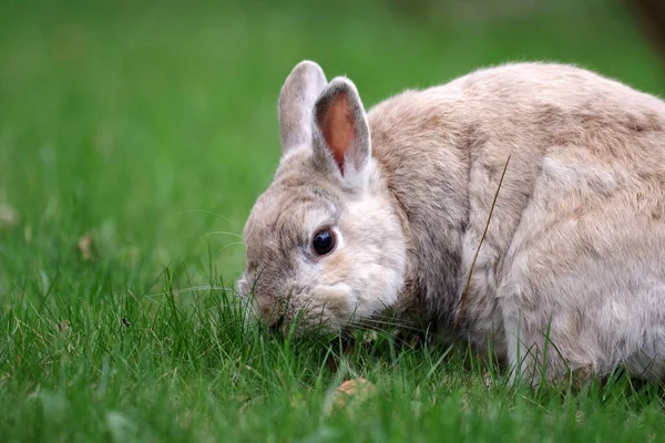 茶色のウサギを閉じます かわいい国産のウサギが庭で緑の草を食べる — ストック写真