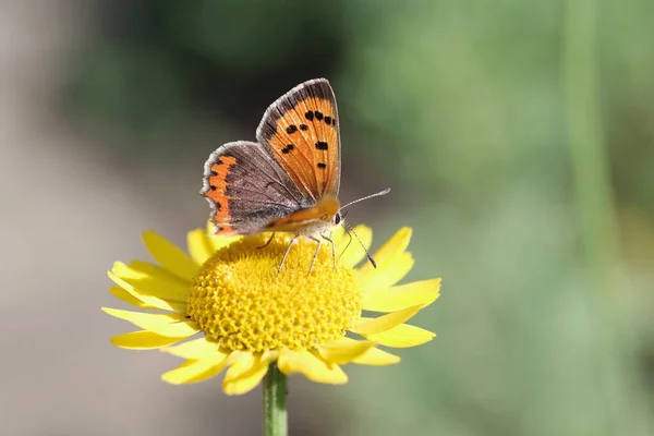 Small Copper Butterfly Sits Yellow Marguerite Autumn — Stock Photo, Image