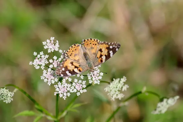 Pretty Painted Lady Shows Its Drawing Outstretched Wings — Stock Photo, Image