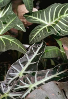 Yeşil yaprak dokusu. Yaprak dokusu arka planı. Vintage süreci.