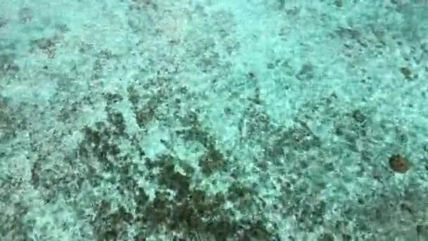 Drone widok piękne bezszwowe niekończące się nagrania podczas turquiose fale morskie łamie na piaszczystej linii brzegowej. Zdjęcie lotnicze złotej plaży spotykającej się z głębokim błękitnym oceanem — Wideo stockowe