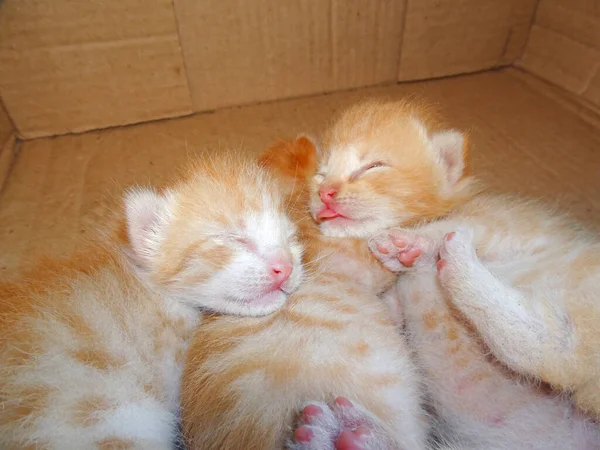 Милый Рыжий Котёнок Спит — стоковое фото