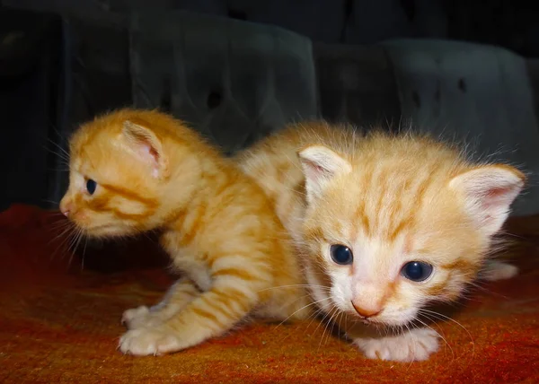 Vriendschap Gember Kitten Vol Liefde — Stockfoto