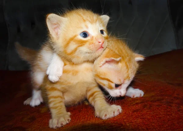 Два Рыжих Котенка Рыжий Котёнок Обнимает — стоковое фото