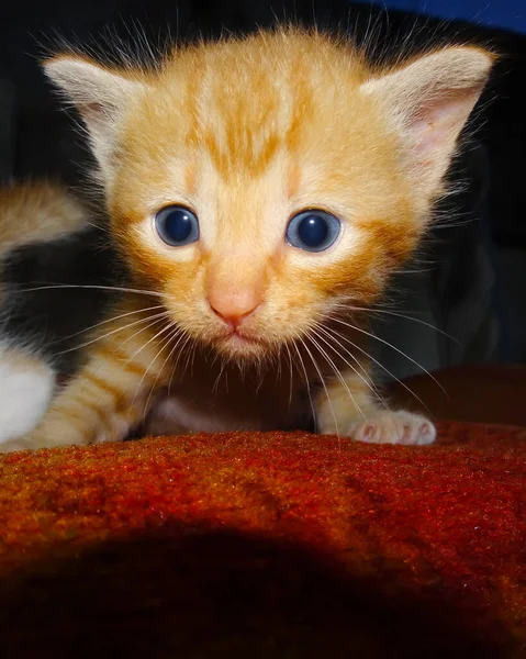 Gros Plan Chaton Roux Gingembre Chaton Mignon Expression Visage — Photo