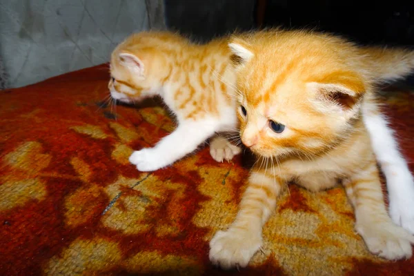 Dvě Zrzavá Koťátka Zázvorové Kotě Objímající Kotě Relaxuje — Stock fotografie