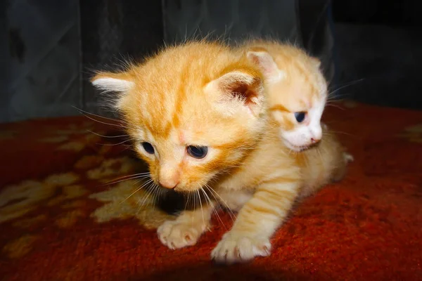 Tatlı Kızıl Kedi Yavrusu Turuncu Kedi Yavrusu Sarılan Iki Kedi — Stok fotoğraf