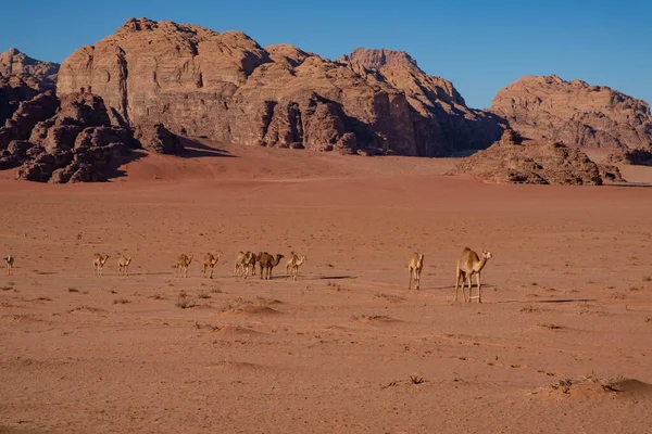 Верблюды Ходят Пескам Пустыни Вади Рам Иордании — стоковое фото
