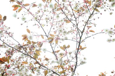 Arkasında beyaz gökyüzü olan beyaz bir çiçek ağacının dikey manzarası.. 