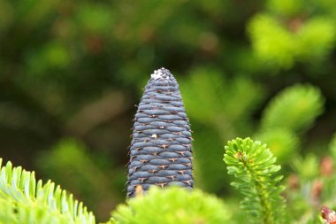 Arkaplanda bulanık efektli yeşil yeşillik içeren Echium Kanada tipi bir çiçek. 