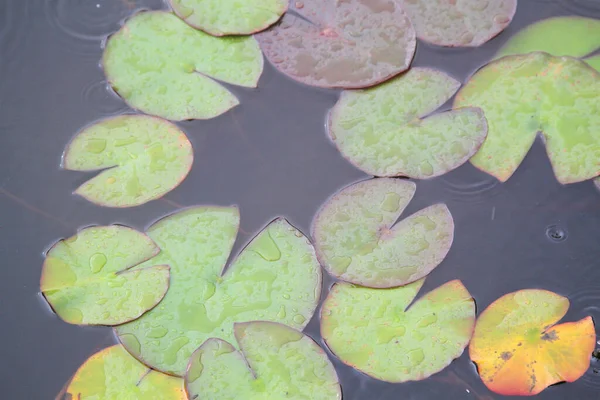 緑色の茶色とオレンジ色の葉が水面に浮かんでいます — ストック写真