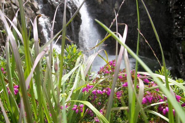 Zicht Waterval Verduisterd Door Het Gras Met Paars Gekleurde Bloemen — Stockfoto