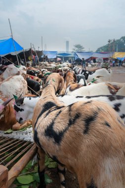 Kolkata, Batı Bengal, Hindistan - 11 Ağustos 2019: 