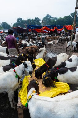 Kolkata, Batı Bengal, Hindistan - 11 Ağustos 2019: 