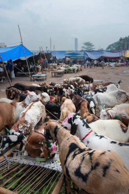 Kolkata, Batı Bengal, Hindistan - 11 Ağustos 2019: 
