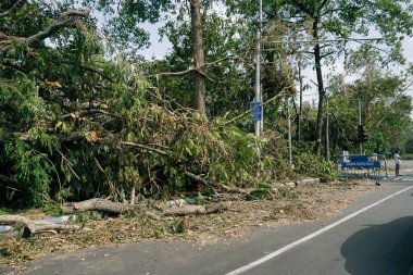Kolkata, Batı Bengal, Hindistan - 23 Mayıs 2020: Süper Kasırga Amphan devrilen ve yolu kısmen tıkayan ağacı söktü. Yıkım birçok ağacı yere düşürdü. İklim değişikliği.