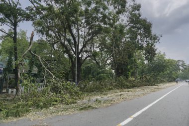 Kolkata, Batı Bengal, Hindistan - 22 Mayıs 2020: Süper Kasırga Amphan devrilen ve kaldırımı tıkayan ağacı söktü. Yıkım birçok ağacı yere düşürdü. İklim değişikliği.