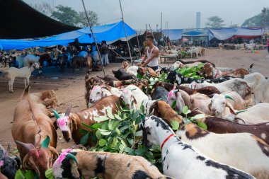 Kolkata, Batı Bengal, Hindistan - 11 Ağustos 2019: 