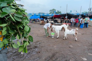Kolkata, Batı Bengal, Hindistan - 11 Ağustos 2019: 