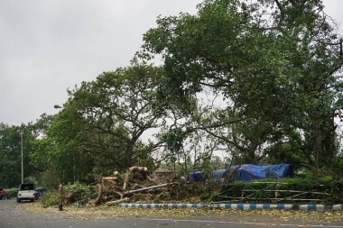 Kolkata, Batı Bengal, Hindistan - 25 Mayıs 2020: Süper Kasırga Amphan devrilen ve kaldırımı tıkayan ağacı söktü. Yıkım birçok ağacı yere düşürdü. İklim değişikliği.
