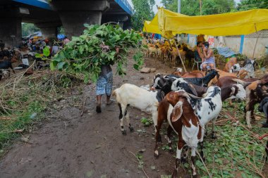 Kolkata, Batı Bengal, Hindistan - 11 Ağustos 2019: Kurban Bayramı veya Kurban Bayramı sırasında pazarda satılan keçileri beslemek için bir adam tarafından taşınan yapraklar