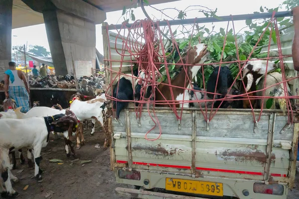 Kolkata West Bengal India 11Th August 2019 Goats Being Carried — Stock Photo, Image