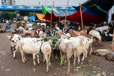 Kolkata, Batı Bengal, Hindistan - 11 Ağustos 2019: 