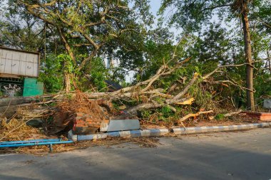 Kolkata, Batı Bengal, Hindistan - 28 Mayıs 2020: Süper Kasırga Amphan devrilen ve kaldırımı tıkayan ağacı söktü. Yıkım birçok ağacı yere düşürdü. İklim değişikliği.