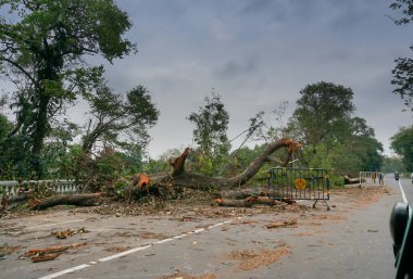 Kolkata, Batı Bengal, Hindistan - 25 Mayıs 2020: Yere düşen Süper Kasırga Amphan ağacı. Yıkım birçok ağacı yere düşürdü. İklim değişikliği.