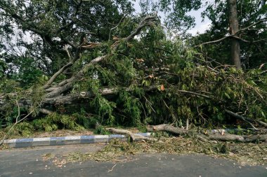 Kolkata, Batı Bengal, Hindistan - 23 Mayıs 2020: Süper Kasırga Amphan devrilen ve yolu kısmen tıkayan ağacı söktü. Yıkım birçok ağacı yere düşürdü. İklim değişikliği.
